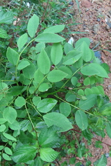 Cassia fistula