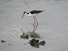 Himantopus mexicanus