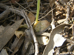 Pterostylis lepida