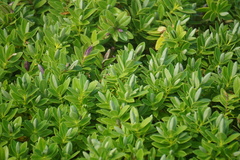Veronica chathamica