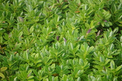 Veronica chathamica