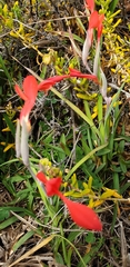 Gladiolus cunonius