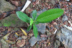 Calophyllum inophyllum