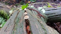 Mycena galericulata