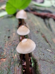 Mycena galericulata
