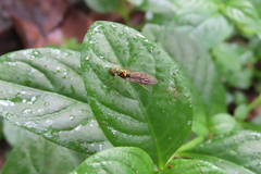 Sarginae