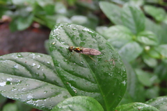 Sarginae