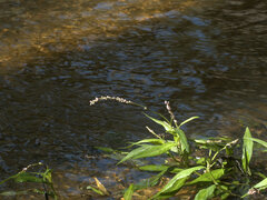Persicaria decipiens
