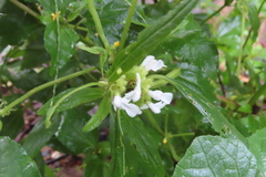 Leucas