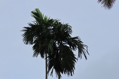 Areca catechu
