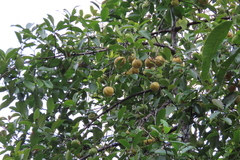 Garcinia gummi-gutta