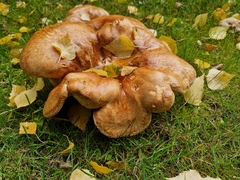Paxillus involutus
