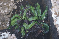 Blechnum durum