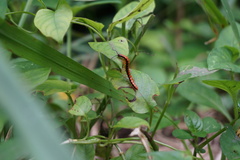 Helicorthomorpha holstii