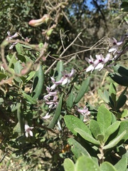Cyphia sylvatica sylvatica