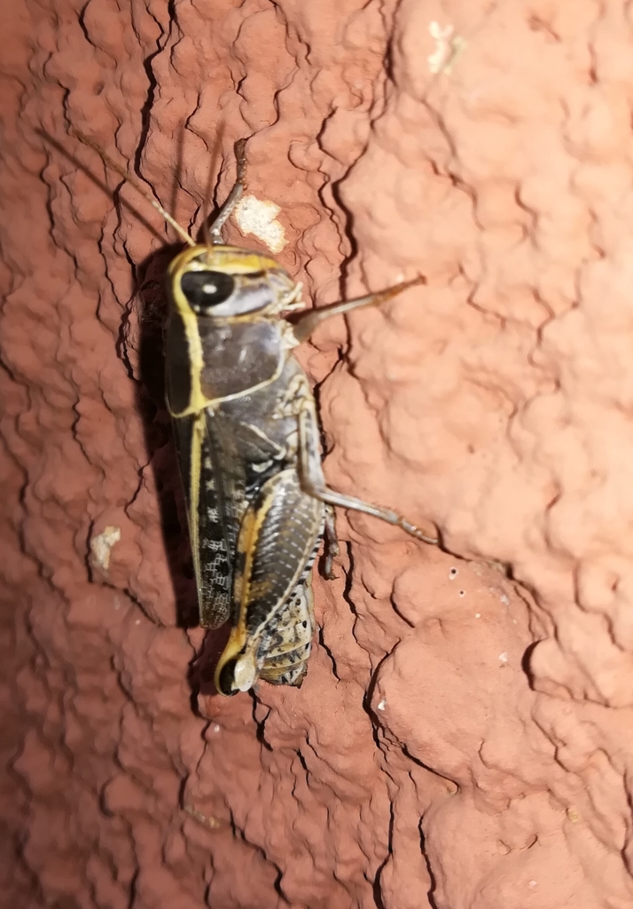 Calliptamus wattenwylianus