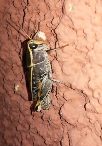 Caloptène occitan