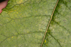 Podosphaera tridactyla