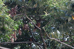 Macropygia phasianella