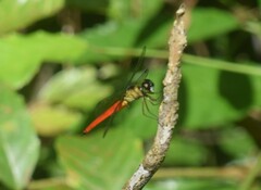 Orchithemis pulcherrima