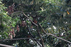 Macropygia phasianella