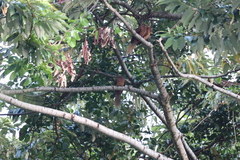 Macropygia phasianella