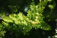 Asplenium chathamense
