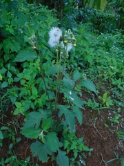 Crassocephalum crepidioides