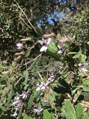 Cyphia sylvatica sylvatica