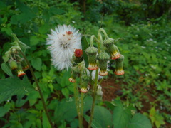Crassocephalum crepidioides