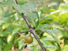 Meyna laxiflora