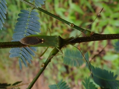 Homoeocerus graminis