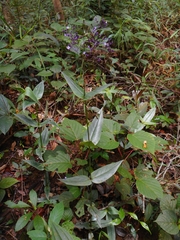 Hedyotis