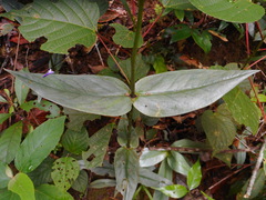 Hedyotis