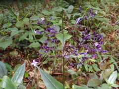 Hedyotis