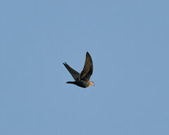 Columba guinea