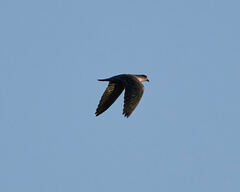 Columba guinea