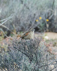 Emberiza capensis