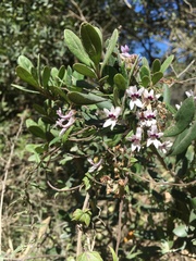 Cyphia sylvatica sylvatica