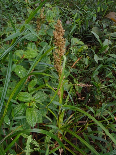 Carex cruciata iNat (2)