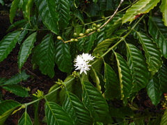 Coffea canephora