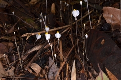 Burmanniaceae