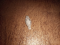 Phereoeca