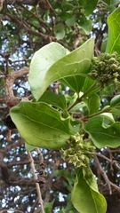 Strychnos cocculoides