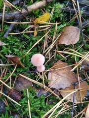 Mycena rosella