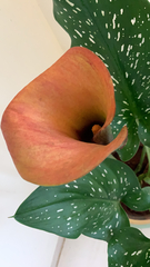 Zantedeschia aethiopica