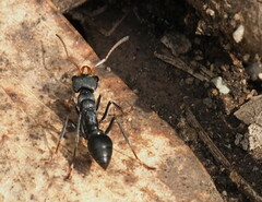 Myrmecia haskinsorum