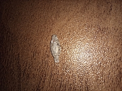 Phereoeca