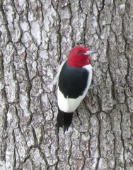 Melanerpes erythrocephalus