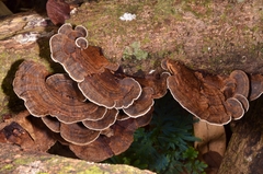 Hexagonia tenuis